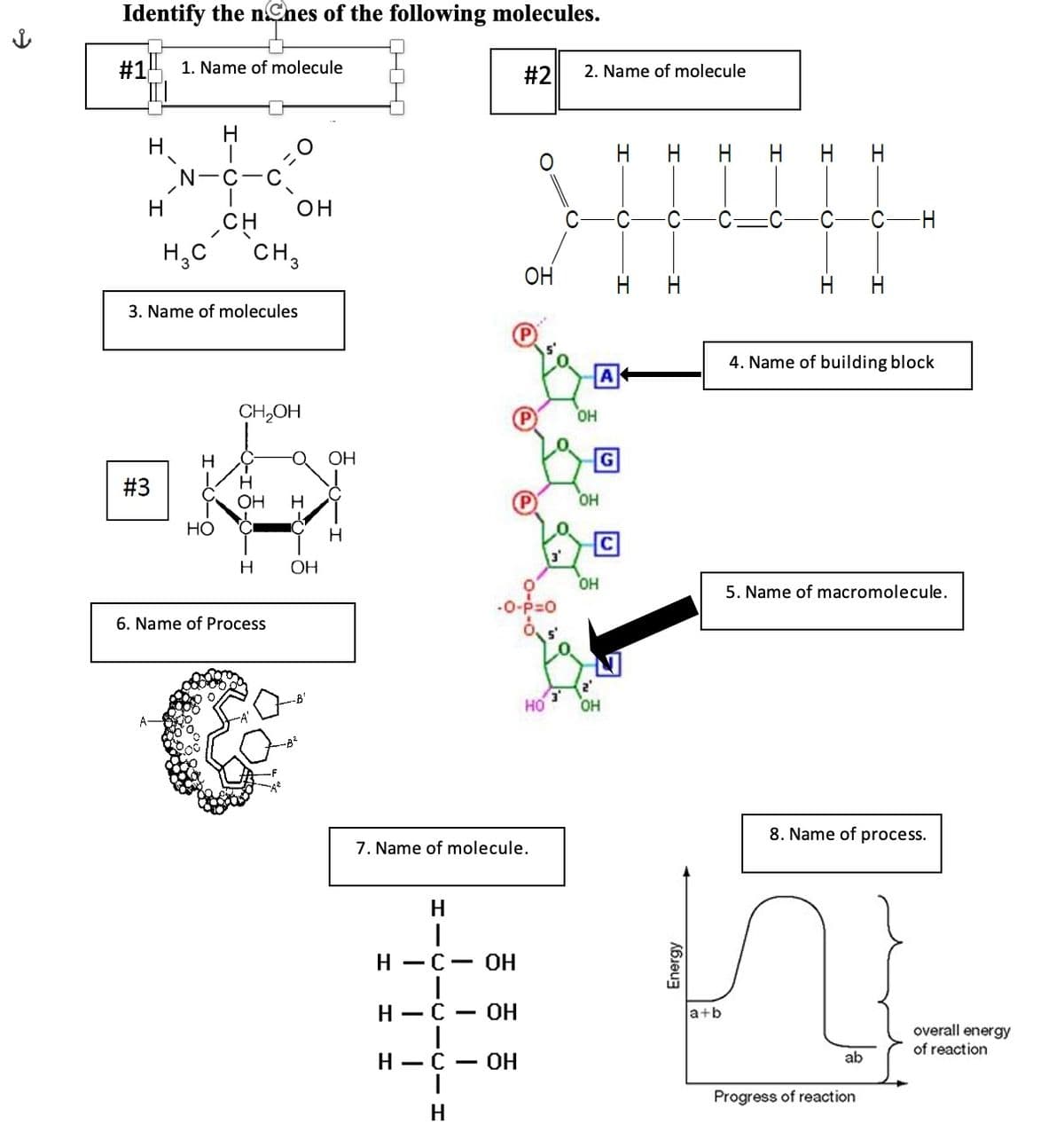 Identify the nnes of the following molecules.
#1 1. Name of molecule
н
н
\
#3
H3C
Н
Н
НО
CH
3. Name of molecules
он
CH 3
CH2OH
н
OH н
6. Name of Process
О OH
ОН
н
#2
H
I
H - C - OH
1
H-C
ОН
I
H-C
- OH
Н
ОН
-О-Р=0
7. Name of molecule.
НО
2. Name of molecule
ОН
ОН
ОН
OH
H
I
H
Energy
Н
a+b
н н н
()
T
(
I
4. Name of building block
ab
-Н
5. Name of macromolecule.
Progress of reaction
8. Name of process.
overall energy
of reaction