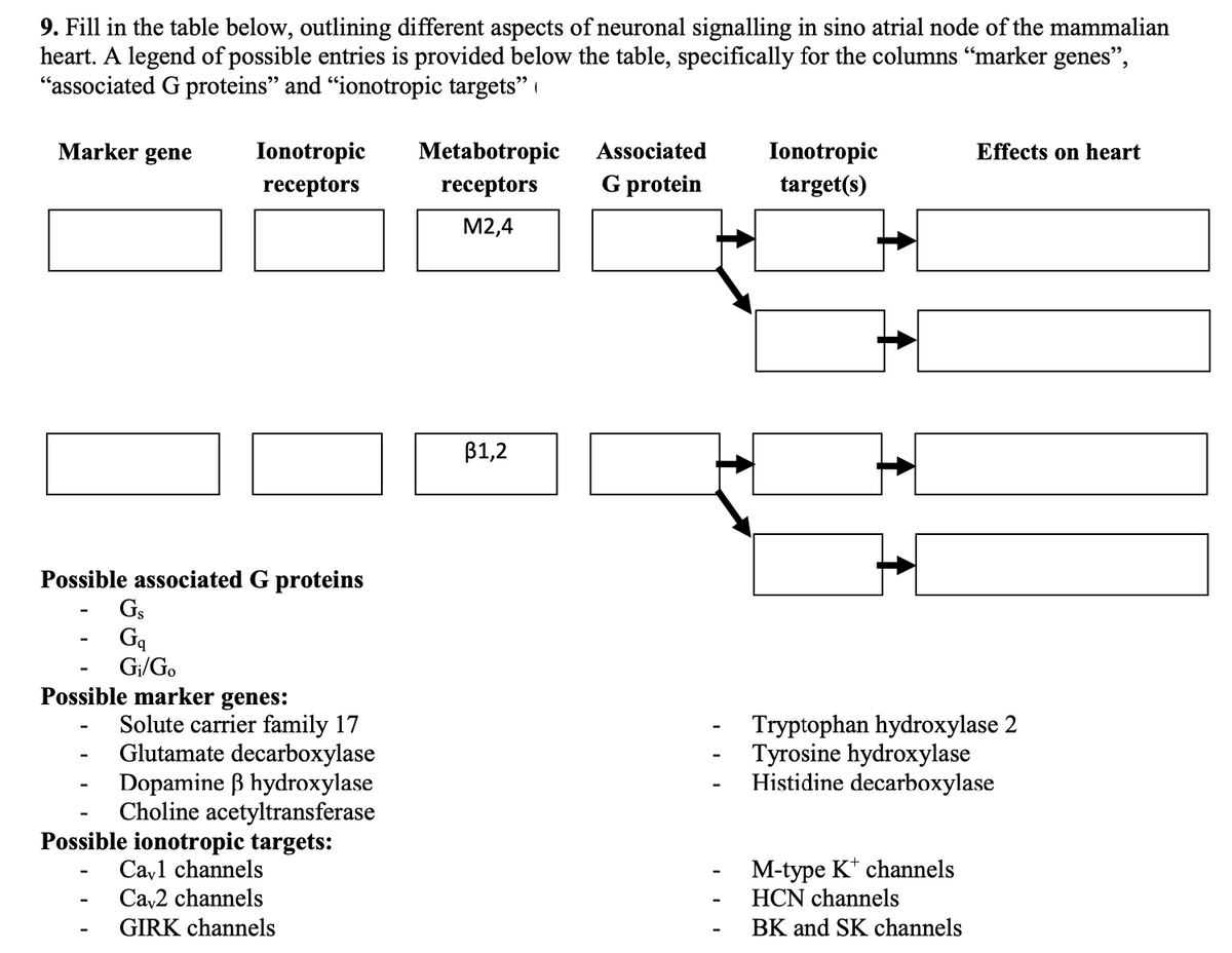 9. Fill in the table below, outlining different aspects of neuronal signalling in sino atrial node of the mammalian
heart. A legend of possible entries is provided below the table, specifically for the columns "marker genes",
"associated G proteins" and "ionotropic targets"
Marker gene
Ionotropic
receptors
Possible associated G proteins
Gs
Gq
Gi/Go
Possible marker genes:
Solute carrier family 17
Glutamate decarboxylase
Dopamine ß hydroxylase
Choline acetyltransferase
Possible ionotropic targets:
Cayl channels
Ca 2 channels
GIRK channels
Metabotropic
receptors
M2,4
B1,2
Associated
G protein
Ionotropic
target(s)
Effects on heart
Tryptophan hydroxylase 2
Tyrosine hydroxylase
Histidine decarboxylase
M-type K+ channels
HCN channels
BK and SK channels