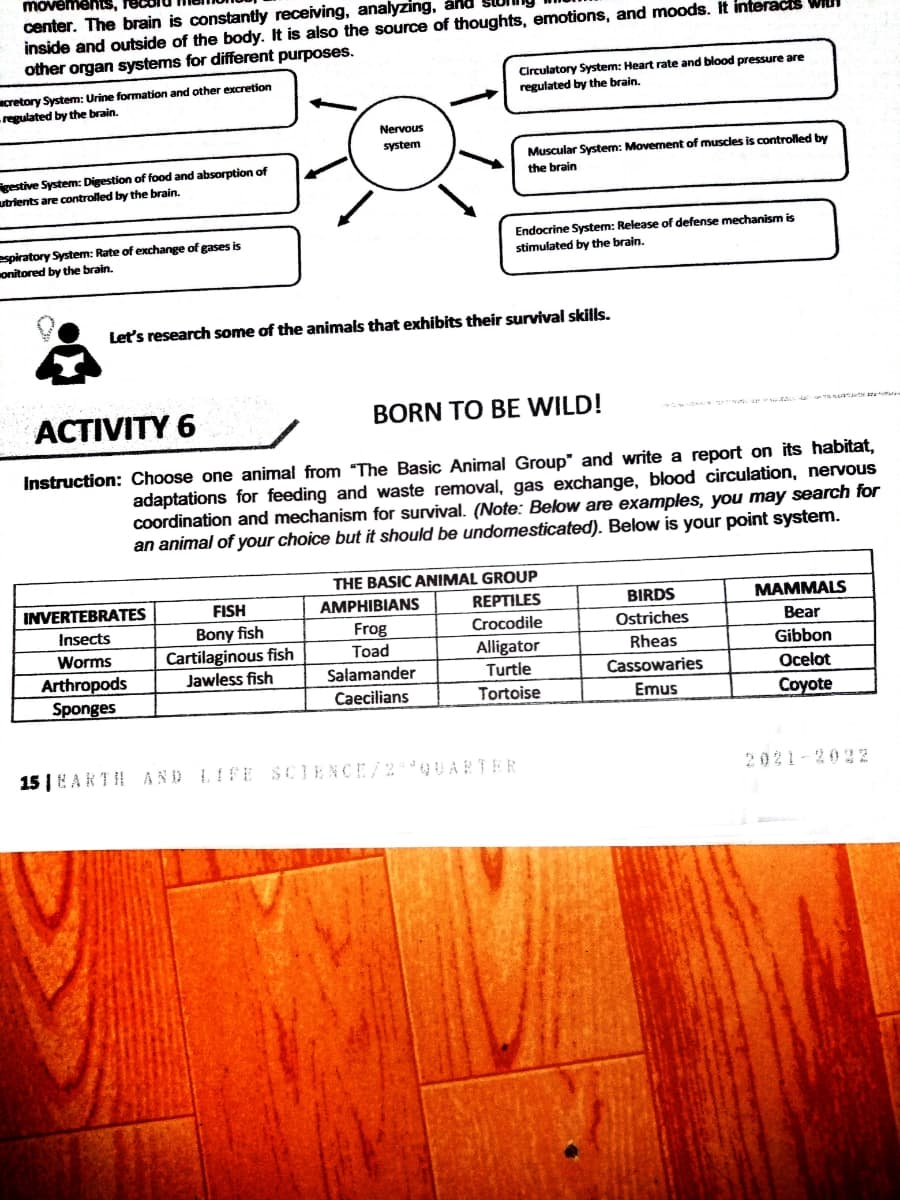 movemens,
center. The brain is constantly receiving, analyzing, arld
inside and outside of the body. It is also the source of thoughts, emotions, and moods. It interacis Will
other organ systems for different purposes.
cretory System: Urine formation and other excretion
regulated by the brain.
Circulatory System: Heart rate and blood pressure are
regulated by the brain.
Nervous
system
Muscular System: Movement of muscles is controlled by
gestive System: Digestion of food and absorption of
utrients are controlled by the brain.
the brain
espiratory System: Rate of exchange of gases is
onitored by the brain.
Endocrine System: Release of defense mechanism is
stimulated by the brain.
Let's research some of the animals that exhibits their survival skills.
ACTIVITY 6
BORN TO BE WILD!
Instruction: Choose one animal from "The Basic Animal Group" and write a report on its habitat,
adaptations for feeding and waste removal, gas exchange, blood circulation, nervous
coordination and mechanism for survival. (Note: Below are examples, you may search for
an animal of your choice but it should be undomesticated). Below is your point system.
THE BASIC ANIMAL GROUP
INVERTEBRATES
FISH
AMPHIBIANS
REPTILES
BIRDS
MAMMALS
Insects
Bony fish
Frog
Toad
Crocodile
Ostriches
Bear
Worms
Cartilaginous fish
Alligator
Turtle
Rheas
Gibbon
Arthropods
Sponges
Jawless fish
Salamander
Cassowaries
Ocelot
Caecilians
Tortoise
Emus
Coyote
15 | EAKTH AND LIFE SCIENCE/ 2 **QUARTER
2021-202 z
