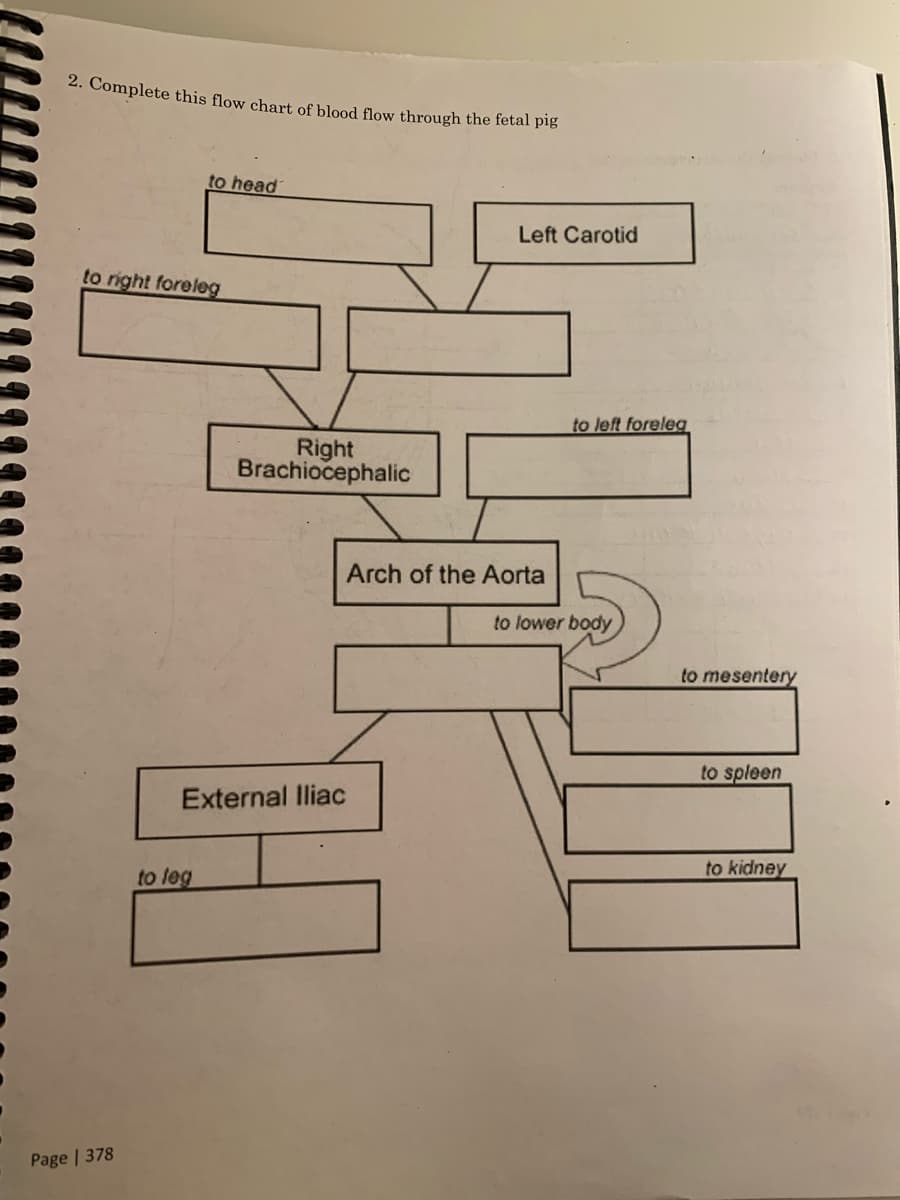 2. Complete this flow chart, of blood flow through the fetal pig
to head
Left Carotid
to right foreleg
to left foreleg
Right
Brachiocephalic
Arch of the Aorta
to lower body
to mesentery
to spleen
External lliac
to leg
to kidney
Page | 378
