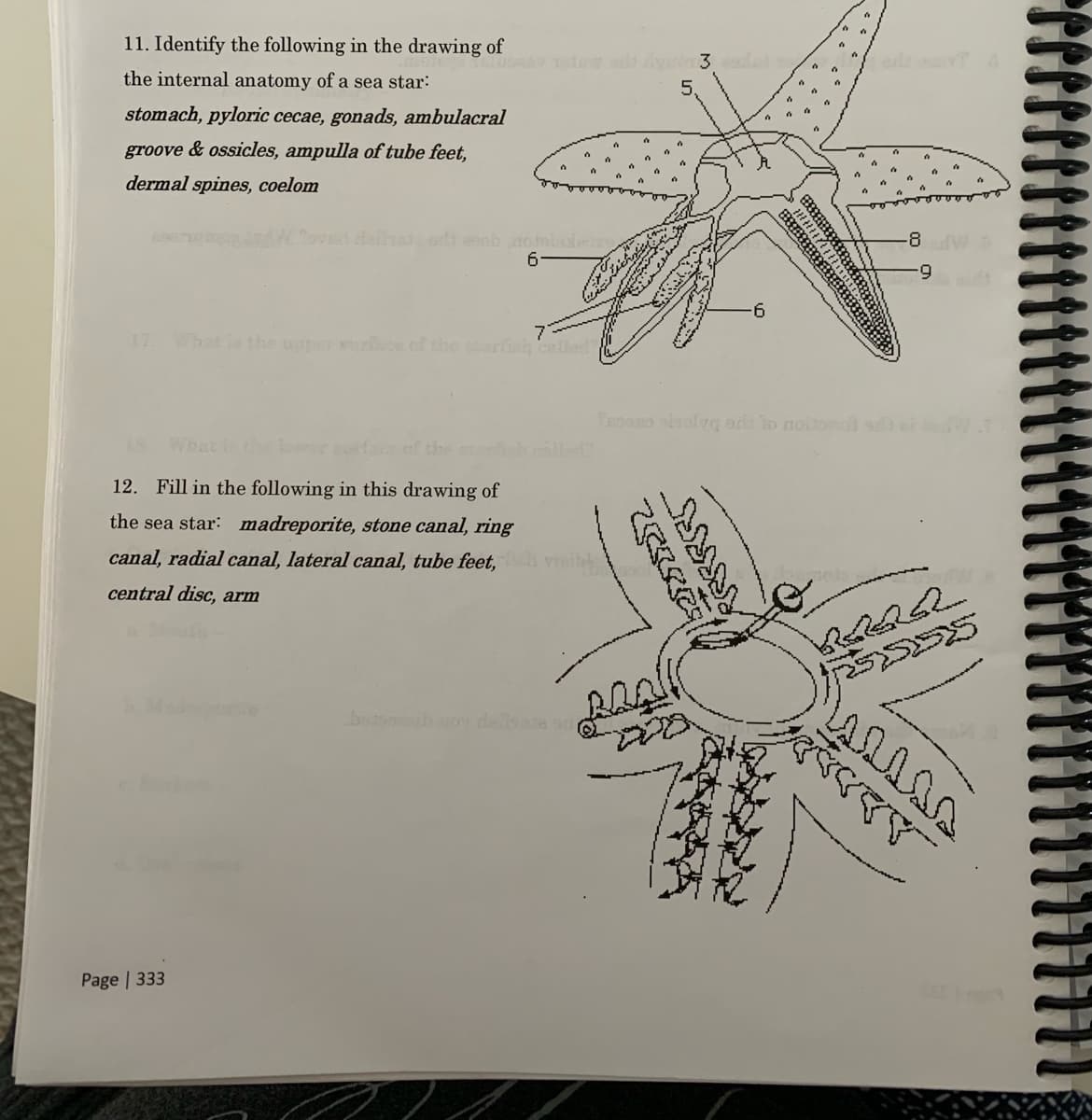 11. Identify the following in the drawing of
dew ad 3
the internal anatomy of a sea star:
5.
stomach, pyloric cecae, gonads, ambulacral
groove & ossicles, ampulla of tube feet,
dermal spines, coelom
W Toved daeod
-8 V
6.
17.
What ls the uer ce cthe strfish
eoo olvg ora to noinul
What i th
af the
12. Fill in the following in this drawing of
the sea star: madreporite, stone canal, ring
canal, radial canal, lateral canal, tube feet,
central disc, arm
botob desae on
Page | 333
