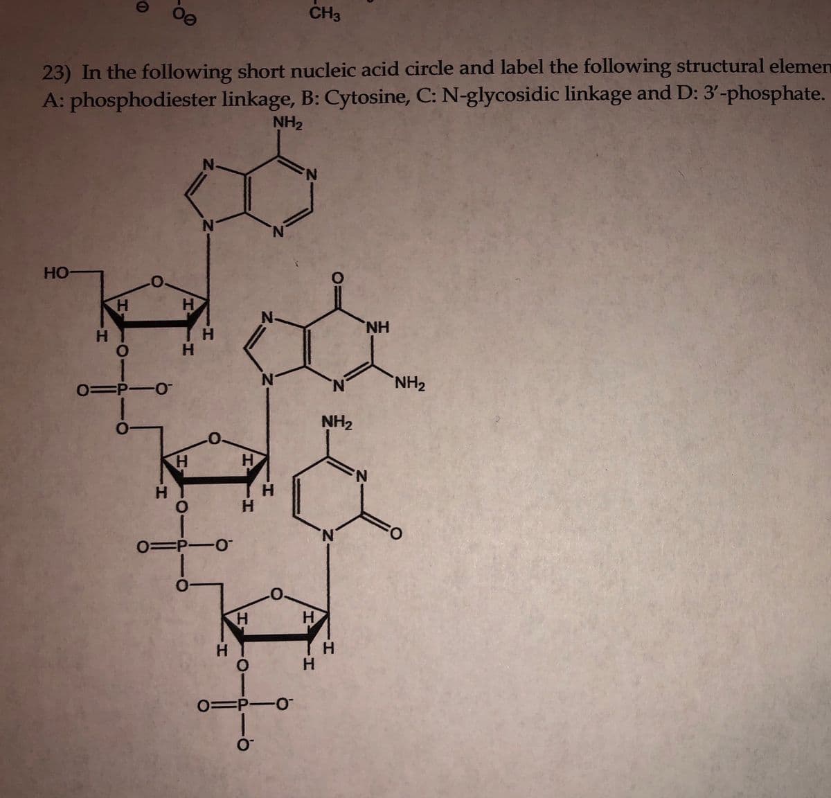 CH3
23) In the following short nucleic acid circle and label the following structural elemen
A: phosphodiester linkage, B: Cytosine, C: N-glycosidic linkage and D: 3'-phosphate.
NH2
N.
HO
H.
N-
H.
H.
0=P-0
N.
NH2
NH2
H.
N.
H.
N.
0=P-O
H.
H
H.
H.
H.
1.
0=P-0
:-
HI
