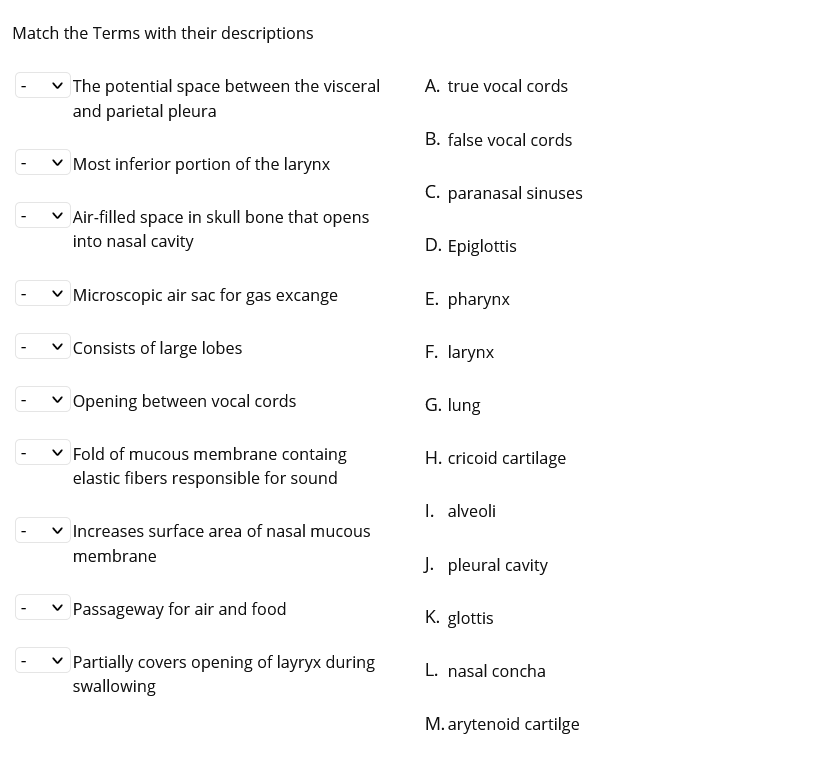 Match the Terms with their descriptions
v The potential space between the visceral
and parietal pleura
A. true vocal cords
B. false vocal cords
Most inferior portion of the larynx
C. paranasal sinuses
v Air-filled space in skull bone that opens
into nasal cavity
D. Epiglottis
v Microscopic air sac for gas excange
E. pharynx
Consists of large lobes
F. larynx
Opening between vocal cords
G. lung
v Fold of mucous membrane containg
elastic fibers responsible for sound
H. cricoid cartilage
I. alveoli
v Increases surface area of nasal mucous
membrane
J. pleural cavity
Passageway for air and food
K. glottis
Partially covers opening of layryx during
swallowing
L. nasal concha
M. arytenoid cartilge
