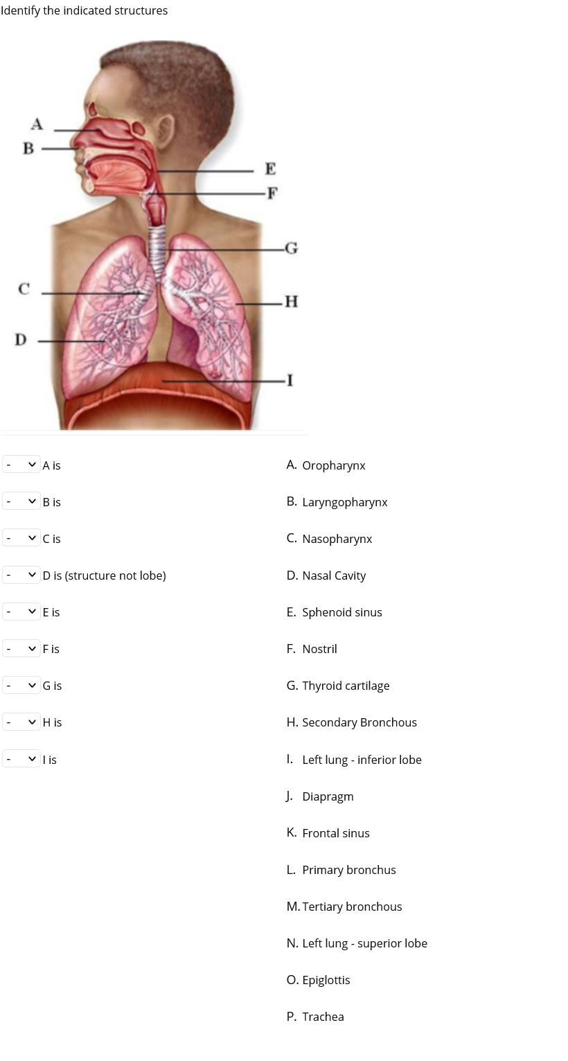 Identify the indicated structures
A
-F
G
C
V A is
A. Oropharynx
-
v Bis
B. Laryngopharynx
v Cis
C. Nasopharynx
-
v D is (structure not lobe)
D. Nasal Cavity
v E is
E. Sphenoid sinus
v Fis
F. Nostril
v G is
G. Thyroid cartilage
-
v H is
H. Secondary Bronchous
v lis
I. Left lung - inferior lobe
J. Diapragm
K. Frontal sinus
L. Primary bronchus
M. Tertiary bronchous
N. Left lung - superior lobe
O. Epiglottis
P. Trachea
