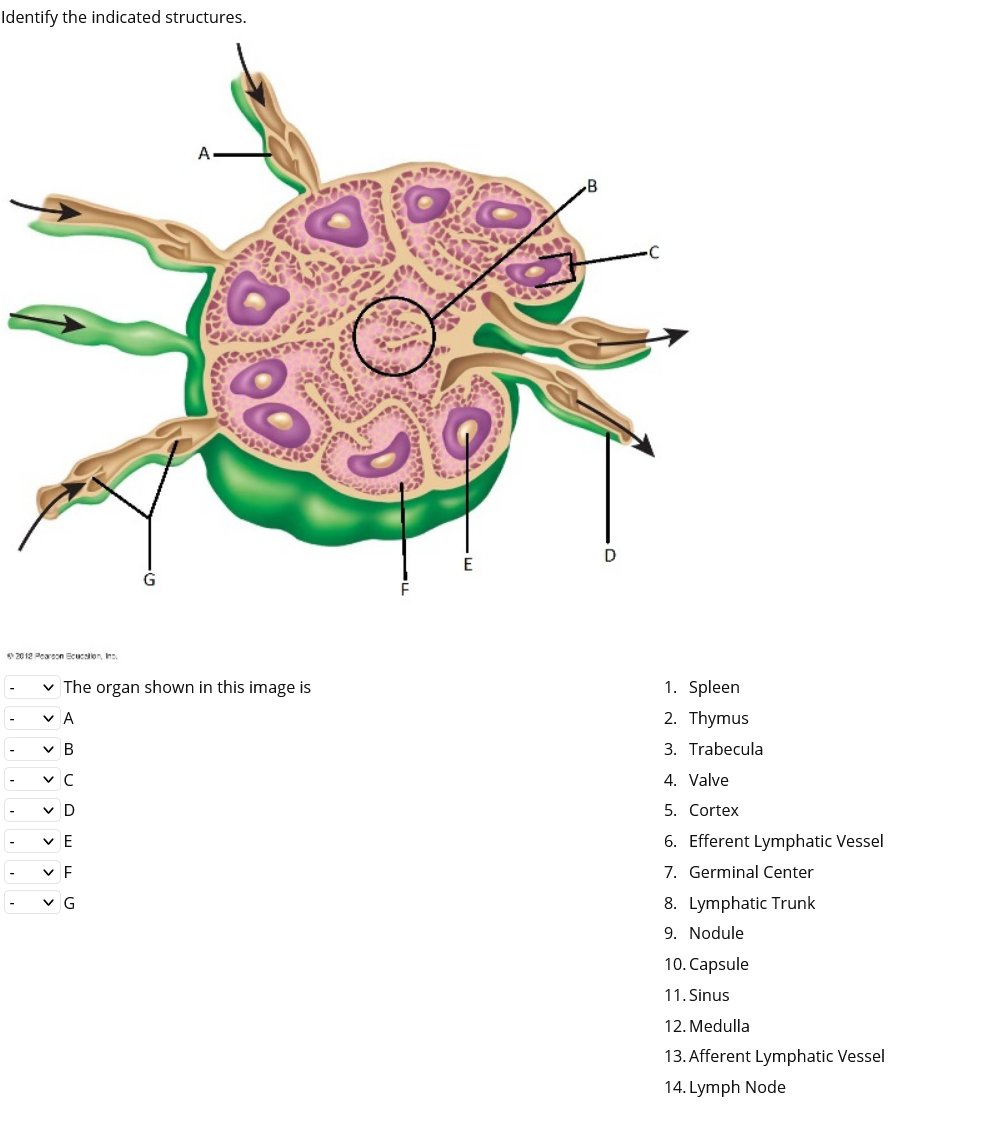 Identify the indicated structures.
C
D
E
2012 Pearesn Scucllon, Ins.
v The organ shown in this image is
1. Spleen
v A
2. Thymus
-
v B
3. Trabecula
4. Valve
v D
5. Cortex
v E
6. Efferent Lymphatic Vessel
7. Germinal Center
8. Lymphatic Trunk
9. Nodule
v G
10. Capsule
11. Sinus
12. Medulla
13. Afferent Lymphatic Vessel
14. Lymph Node
