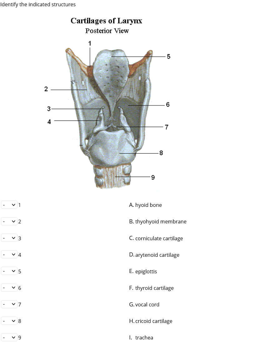 Identify the indicated structures
Cartilages of Larynx
Posterior View
1
5
2
:
3-
4
7
9.
v 1
A. hyoid bone
-
v 2
B. thyohyoid membrane
-
v 3
C. corniculate cartilage
v 4
D. arytenoid cartilage
-
v 5
E. epiglottis
-
v 6
F. thyroid cartilage
-
v 7
G. vocal cord
v 8
H. cricoid cartilage
-
v 9
I. trachea
