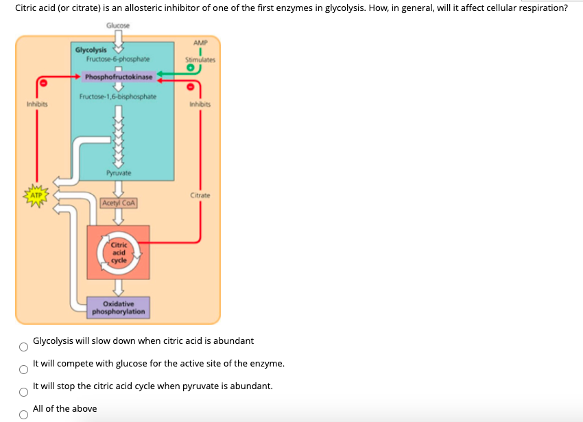 Citric acid (or citrate) is an allosteric inhibitor of one of the first enzymes in glycolysis. How, in general, will it affect cellular respiration?
Glucose
AMP
Glycolysis
Fructose-6-phosphate
Stimulates
Phosphofructokinase
Fructose-1,6-bisphosphate
Inhibits
Inhibits
Pyruvate
Citrate
Acetyl CoA
Citric
acid
cycle
Oxidative
phosphorylation
Glycolysis will slow down when citric acid is abundant
It will compete with glucose for the active site of the enzyme.
It will stop the citric acid cycle when pyruvate is abundant.
All of the above
Hap
