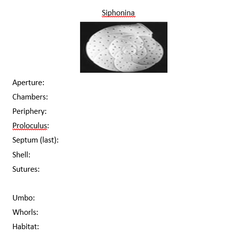 Siphonina
Aperture:
Chambers:
Periphery:
Proloculus:
Septum (last):
Shell:
Sutures:
Umbo:
Whorls:
Habitat:
