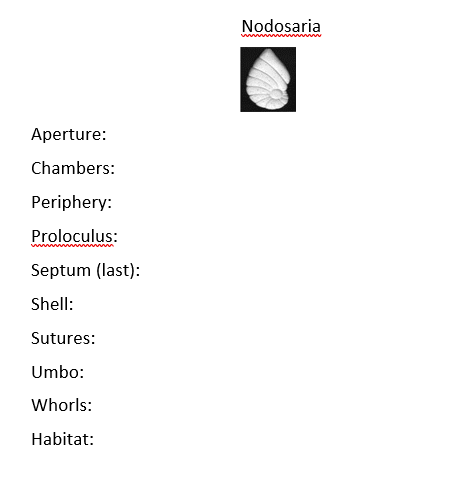 Nodosaria
Aperture:
Chambers:
Periphery:
Proloculus:
Septum (last):
Shell:
Sutures:
Umbo:
Whorls:
Habitat:
