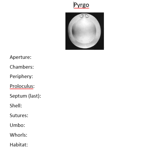 Pyrgo
Aperture:
Chambers:
Periphery:
Proloculus:
Septum (last):
Shell:
Sutures:
Umbo:
Whorls:
Habitat:
