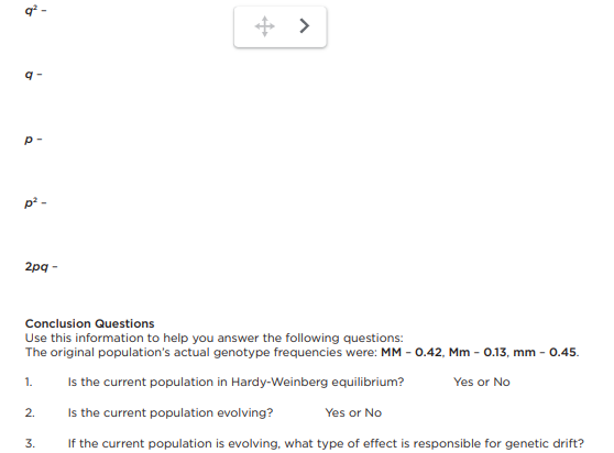 q-
p-
2pq-
Conclusion Questions
Use this information to help you answer the following questions:
The original population's actual genotype frequencies were: MM -0.42, Mm - 0.13, mm - 0.45.
Is the current population in Hardy-Weinberg equilibrium?
Yes or No
Is the current population evolving?
Yes or No
If the current population is evolving, what type of effect is responsible for genetic drift?
1.
2.
>
3.