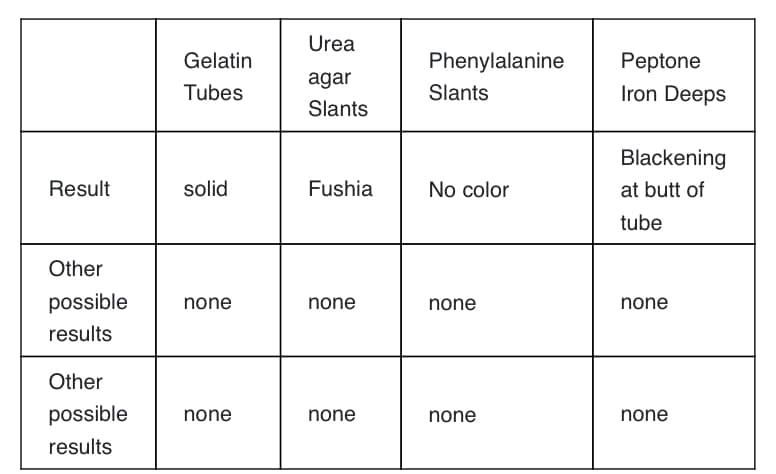 Urea
Gelatin
Phenylalanine
Peptone
agar
Tubes
Slants
Iron Deeps
Slants
Blackening
Result
solid
Fushia
No color
at butt of
tube
Other
possible
none
none
none
none
results
Other
possible
none
none
none
none
results
