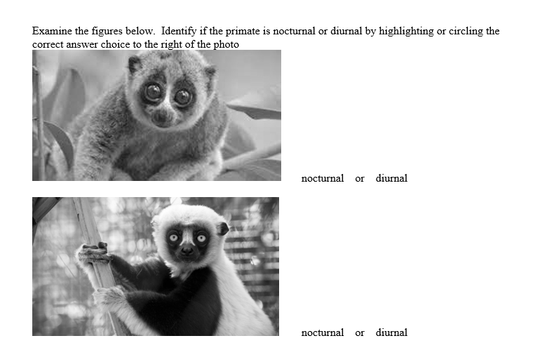 Examine the figures below. Identify if the primate is nocturnal or diurnal by highlighting or circling the
correct answer choice to the right of the photo
nocturnal or diurnal
nocturnal or diurnal