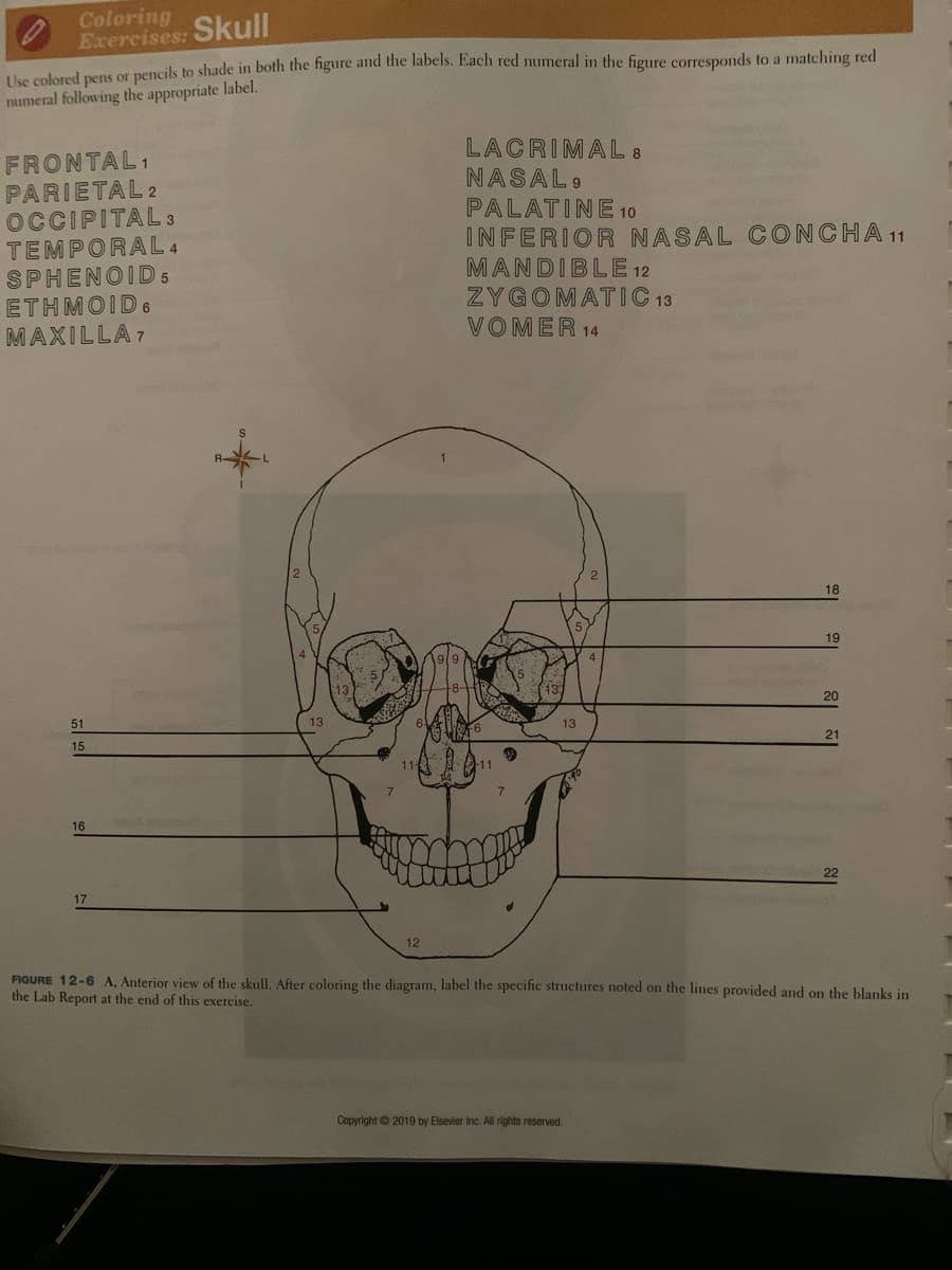 Coloring
Exercises: Skull
he melared pens or pencils to shade in both the figure and the labels. Each red numeral in the figure corresponds to a matching red
numeral following the appropriate label.
LACRIMAL:
NASAL,
FRONTAL1
PARIETAL 2
OCCIPITAL 3
TEMPORAL4
SPHENOID 5
ETHMOID6
MAXILLA7
PALATINE 10
INFERIOR NASAL CONCHA 11
MANDIBLE 12
ZYGOMATIC 13
VOMER 14
18
19
20
51
13
13
21
15
16
22
17
12
FIGURE 12-6 A, Anterior view of the skull, After coloring the diagram, label the specific structures noted on the lines provided and on the blanks in
the Lab Report at the end of this exercise.
Copyright 2019 by Elsevier Inc. All rights reserved.
