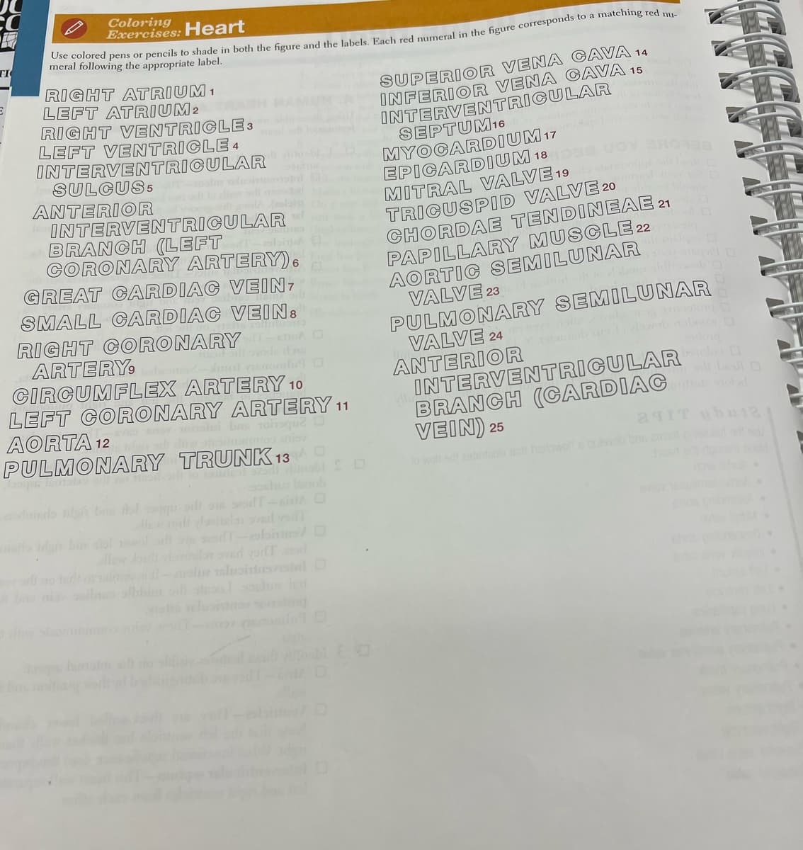 Coloring
Exercises:
Heart
TI
meral following the appropriate label.
RIGHT ATRIUM1
LEFT ATRIUM2
RIGHT VENTRICLE 3
LEFT VENTRICLE4
INTERVENTRICULAR
SULCUS5
ANTERIOR
INTERVENTRICULAR
BRANCH (LEFT
CORONARY ARTERY),
GREAT CARDIAC VEIN7
SUPERIOR VENA CAVA 14
INFERIOR VENA CAVA 15
INTERVENTRICULAR
SEPTUM16
MYOCARDIUM 17
EPICARDIUM 18
MITRAL VALVE 19
TRICUSPID VALVE 20
CHORDAE TENDINEAE 21
PAPILLARY MUSCLE 22
AORTIC SEMILUNAR
VALVE 23
SMALL CARDIAC VEIN:
RIGHT CORONARY-tho
ARTERY
CIRCUMFLEX ARTERY 10
LEFT CORONARY ARTERY 11
AORTA 12
PULMONARY TRUNK13O
PULMONARY SEMILUNAR
VALVE 24
ANTERIOR
INTERVENTRICULAR
BRANCH (CARDIAC
VEIN) 25
Imal nsnom
bas Tohoqud
o wolt sd eteta hoo
oshu ob
do b Aol
bs dol
eabisin/ D
idnved vorlTd
ohe loitreomiel O
