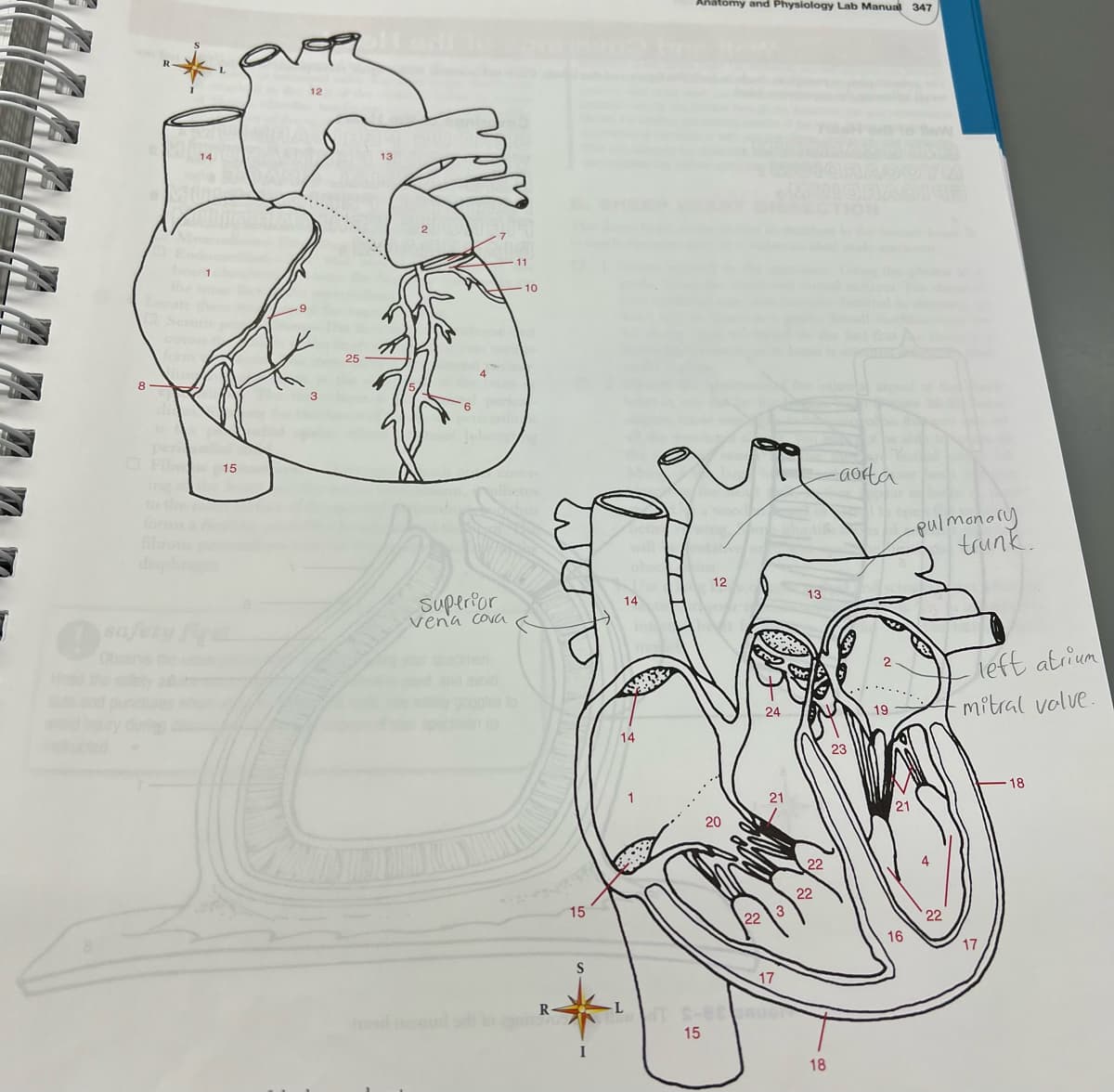 Anatomy and Physiology Lab Manual 347
12
13
11
10
25
OFibe 15
aorta
to the
fom
ibros
disphe
-pulmanory
trunk.
12
superior
vena cova
14
13
safety y
left atrium
mitral volve.
24
14
23
18
21
22
22
15
22 \3
16
17
15
18
