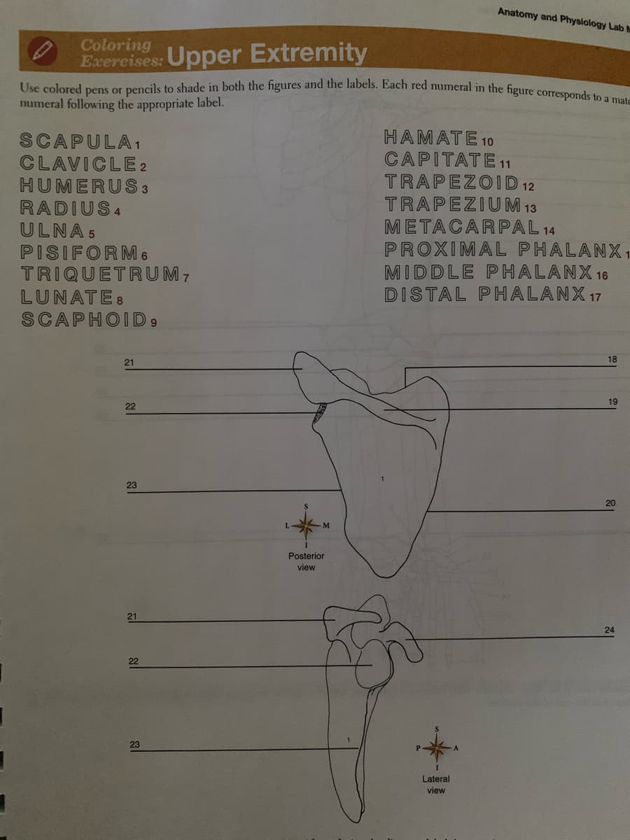 Anatomy and Physiology Lab h
Use colored pens or pencils to shade in both the figures and the labels. Each red numeral in the figure corresponds to a matc
Coloring
Exercises: Upper Extremity
numeral following the appropriate label.
SCAPULA1
CLAVICLE 2
HUMERUS 3
RADIUS4
ULNA 5
PISIFORM6
TRIQUETRUM7
HAMATE 10
CAPITATE11
TRAPEZOID 12
TRAPEZIUM 13
METACARPAL 14
PROXIMAL PHALANX1
MIDDLE PHALANX 16
DISTAL PHALANX 17
LUNATE:
SCAPHOID9
18
21
19
22
23
20
Posterior
view
21
24
22
23
Lateral
view
