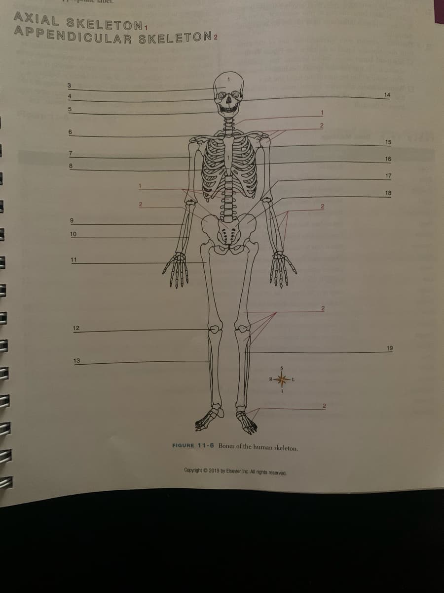 AXIAL SKELETON1
APPENDICULAR SKELETON2
3.
4.
14
6.
15
16
8
17
18
2
10
11
12
19
13
FIGURE 11-6 Bones of the human skeleton.
Copyright © 2019 by Elsevier Inc. All rights reserved
