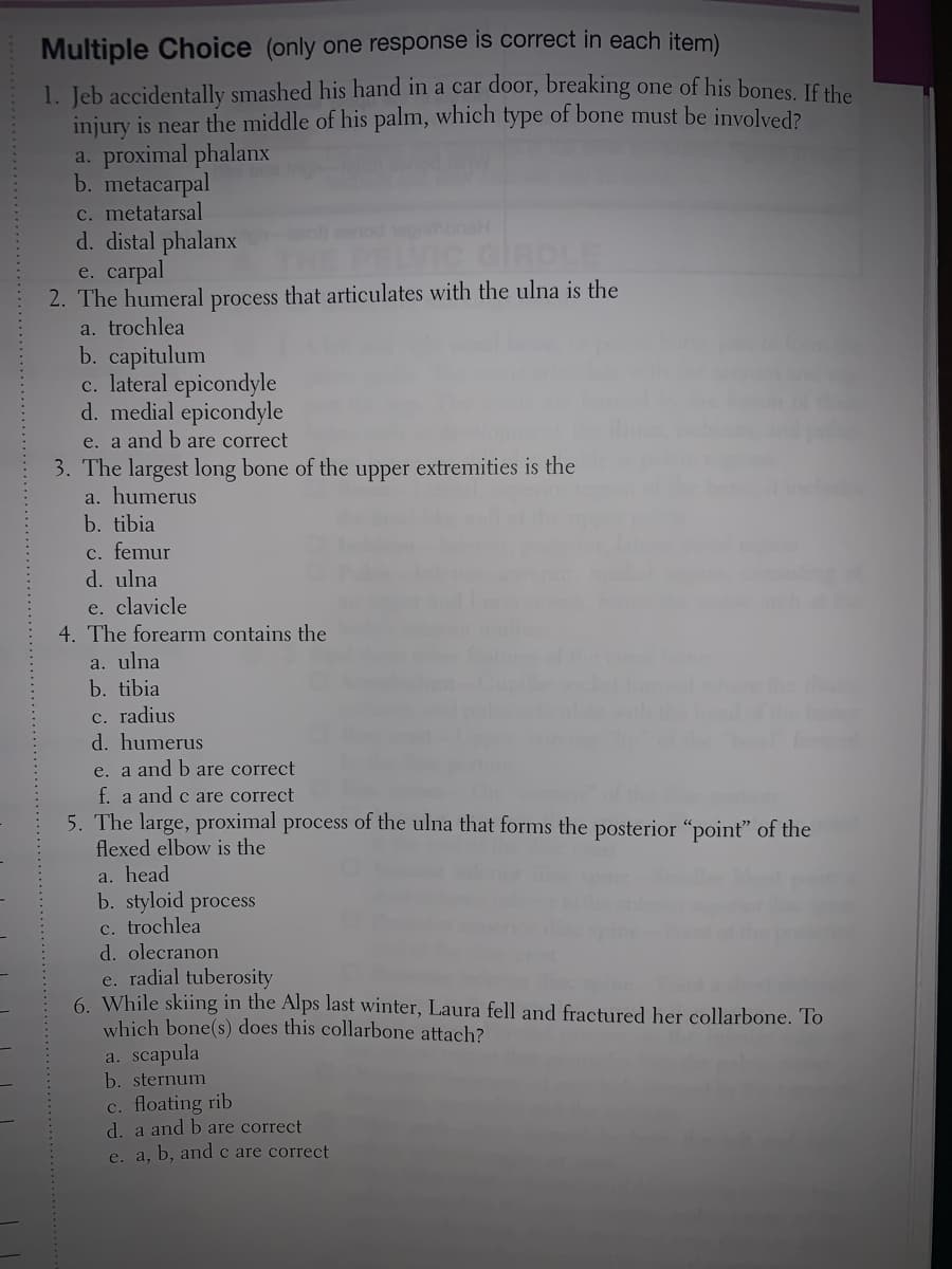 Multiple Choice (only one response is correct in each item)
1. Jeb accidentally smashed his hand in a car door, breaking one of his bones. If the
injury is near the middle of his palm, which type of bone must be involved?
a. proximal phalanx
b. metacarpal
C. metatarsal
d. distal phalanx
e. carpal
2. The humeral process that articulates with the ulna is the
nod epr
PELVIC GIRDLE
a. trochlea
b. capitulum
c. lateral epicondyle
d. medial epicondyle
e. a and b are correct
3. The largest long bone of the
a. humerus
b. tibia
upper
extremities is the
c. femur
d. ulna
e. clavicle
4. The forearm contains the
a. ulna
b. tibia
c. radius
d. humerus
e. a and b are correct
f. a and c are correct
5. The large, proximal process of the ulna that forms the posterior "point" of the
flexed elbow is the
a. head
b. styloid process
c. trochle
d. olecranon
e. radial tuberosity
6 While skiing in the Alps last winter, Laura fell and fractured her collarbone. To
which bone(s) does this collarbone attach?
a. scapula
b. sternum
c. floating rib
d. a and bare correct
e. a, b, andc are correct
