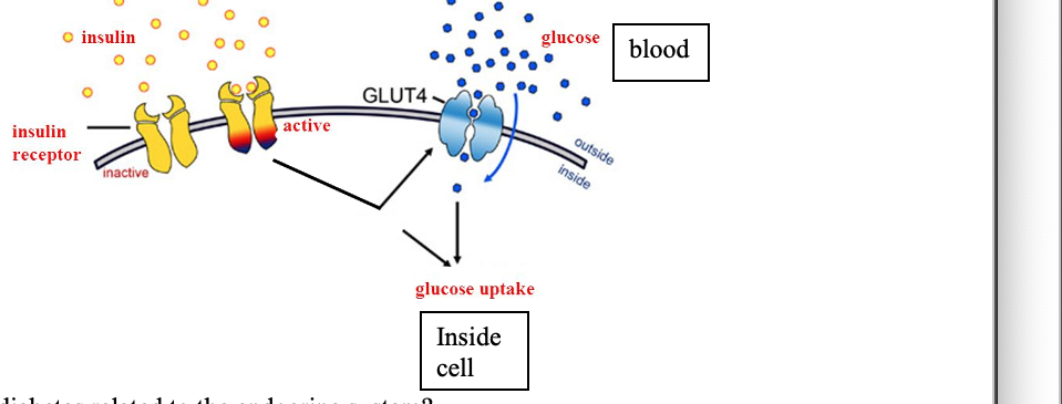 glucose
blood
insulin
GLUT4-
active
outside
inside
insulin
receptor
Inactive
glucose uptake
Inside
cell
