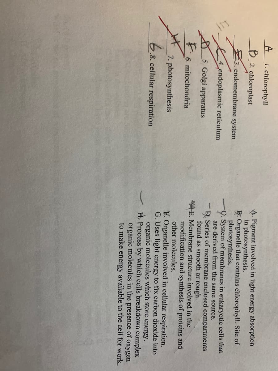 A
1. chlorophyll
A. Pigment involved in light energy absorption
in photosynthesis.
B. Organelle that contains chlorophyll. Site of
photosynthesis.
Ç. System of membranes in eukaryotic cells that
are derived from the same source.
-D. Series of membrane enclosed compartments
found as smooth or rough.
E. Membrane structure involved in the
B 2. chloroplast
E3. endomembrane system
4 endoplasmic reticulum
8 5. Golgi apparatus
F.
6. mitochondria
modification and synthesis of proteins and
other molecules.
7. photosynthesis
F. Organelle involved in cellular respiration.
G. Uses light energy to fix carbon dioxide into
organic molecules which store energy.
H. Process by which cells breakdown complex
organic molecules in the
to make energy available to the cell for work.
6.8. cellular respiration
presence of
oxygen
