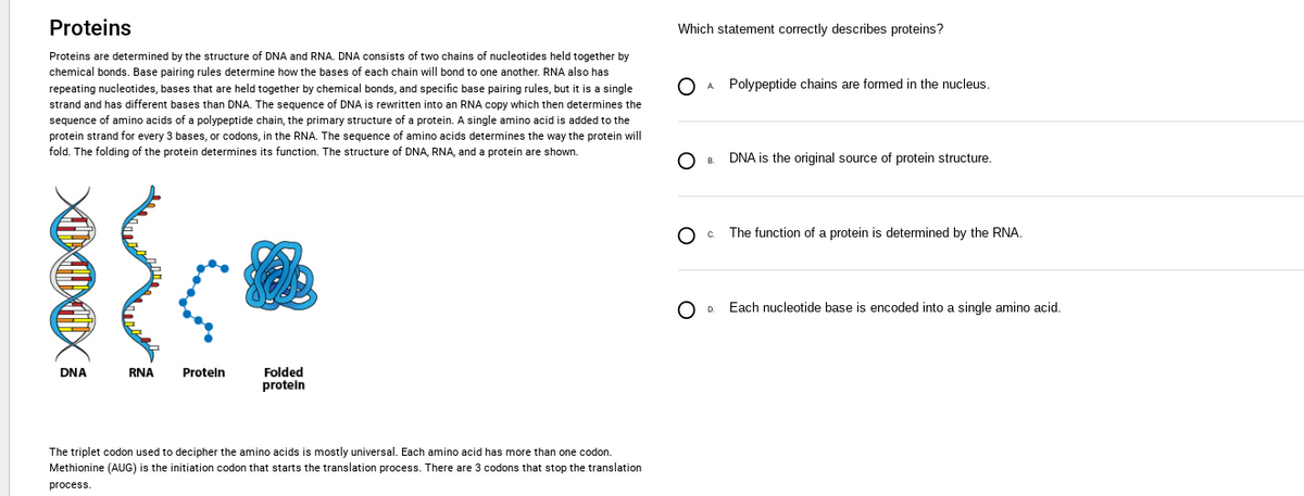 Proteins
Proteins are determined by the structure of DNA and RNA. DNA consists of two chains of nucleotides held together by
chemical bonds. Base pairing rules determine how the bases of each chain will bond to one another. RNA also has
repeating nucleotides, bases that are held together by chemical bonds, and specific base pairing rules, but it is a single
strand and has different bases than DNA. The sequence of DNA is rewritten into an RNA copy which then determines the
sequence of amino acids of a polypeptide chain, the primary structure of a protein. A single amino acid is added to the
protein strand for every 3 bases, or codons, in the RNA. The sequence of amino acids determines the way the protein will
fold. The folding of the protein determines its function. The structure of DNA, RNA, and a protein are shown.
XOXO
DNA
RNA
Protein
Folded
protein
The triplet codon used to decipher the amino acids is mostly universal. Each amino acid has more than one codon.
Methionine (AUG) is the initiation codon that starts the translation process. There are 3 codons that stop the translation
process.
Which statement correctly describes proteins?
C
O
O
A
B
C.
OD
Polypeptide chains are formed in the nucleus.
DNA is the original source of protein structure.
The function of a protein is determined by the RNA.
Each nucleotide base is encoded into a single amino acid.