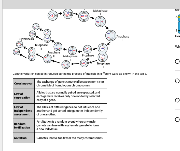 Cytokinesis
Crossing over
Law of
segregation
Law of
Independent
assortment
Random
fertilization
Telophase
Mutation
A
Anaphase
II
(818)
Genetic variation can be introduced during the process of meiosis in different ways as shown in the table.
The exchange of genetic material between non-sister
chromatids of homologous chromosomes.
Metaphase
Metaphase Prophase
Telophase
Alleles that are normally paired are separated, and
each gamete receives only one randomly selected
copy of a gene.
The alleles of different genes do not influence one
another and get sorted Into gametes Independently
of one another.
Anaphase
I
Fertilization is a random event where any male
gamete can fuse with any female gamete to form
a new individual.
Gametes receive too few or too many chromosomes.
cnr
A
CI
B
Hor
Wh
O
O
O
O