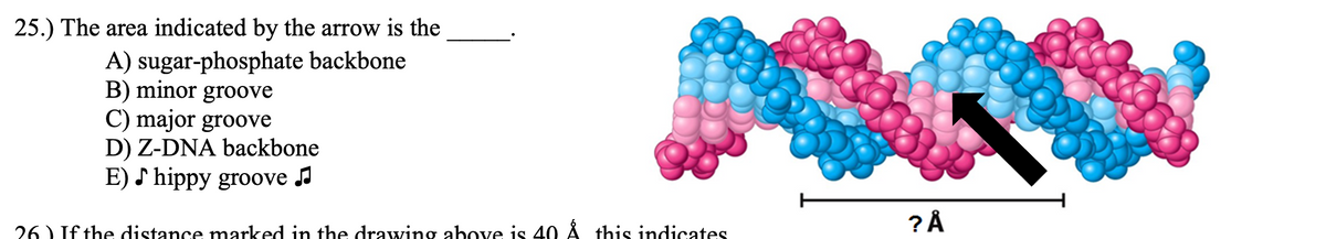 25.) The area indicated by the arrow is the
A) sugar-phosphate backbone
B) minor groove
C) major groove
D) Z-DNA backbone
E) S hippy groove a
26) If the distance marked in the drawing above is 40 Å this indicates
? Å
