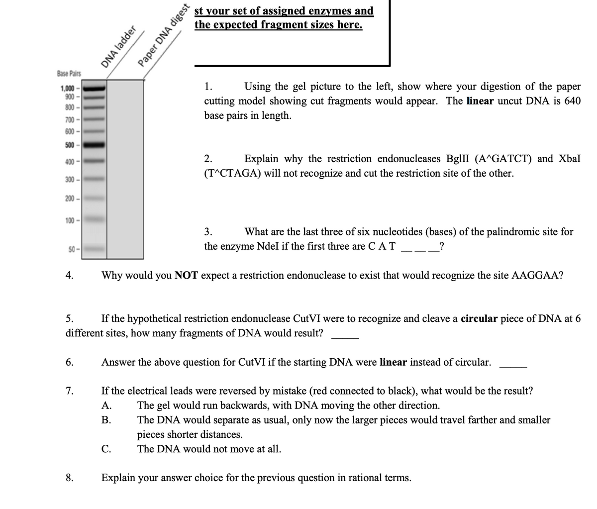 st your set of assigned enzymes and
the expected fragment sizes here.
Base Pairs
1.
Using the gel picture to the left, show where your digestion of the paper
1,000 -
900 -
cutting model showing cut fragments would appear. The linear uncut DNA is 640
base pairs in length.
800 -
700 -
600 -
500 -
400 -
2.
Explain why the restriction endonucleases BglII (A^GATCT) and Xbal
(T^CTAGA) will not recognize and cut the restriction site of the other.
300 -
200 -
100 -
3.
What are the last three of six nucleotides (bases) of the palindromic site for
50 -
the enzyme Ndel if the first three are C AT
?
4.
Why would you NOT expect a restriction endonuclease to exist that would recognize the site AAGGAA?
5.
If the hypothetical restriction endonuclease CutVI were to recognize and cleave a circular piece of DNA at 6
different sites, how many fragments of DNA would result?
6.
Answer the above question for CutVI if the starting DNA were linear instead of circular.
7.
If the electrical leads were reversed by mistake (red connected to black), what would be the result?
The gel would run backwards, with DNA moving the other direction.
The DNA would separate as usual, only now the larger pieces would travel farther and smaller
pieces shorter distances.
The DNA would not move at all.
A.
В.
С.
8.
Explain your answer choice for the previous question in rational terms.
DNA ladder
Paper DNA digest
