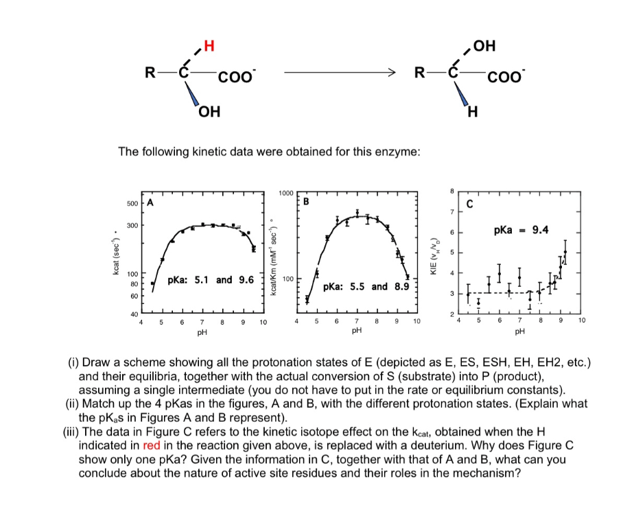 kcat (sec).
500 A
300
100
80
60
R-Ć-
The following kinetic data were obtained for this enzyme:
40
4
H
5 6
COO
OH
pka: 5.1 and 9.6
7
pH
kcat/Km (mM¹ sec)
1000
100
8 9 10 4
B
5
pka: 5.5 and 8.9
6 7
PH
R-
8 9
10
KIE (VND)
7
6
5
4
3
نا
2
OH
H
C
4 5
COO
pka
6
- 9.4
7 8
PH
9
10
(i) Draw a scheme showing all the protonation states of E (depicted as E, ES, ESH, EH, EH2, etc.)
and their equilibria, together with the actual conversion of S (substrate) into P (product),
assuming a single intermediate (you do not have to put in the rate or equilibrium constants).
(ii) Match up the 4 pKas in the figures, A and B, with the different protonation states. (Explain what
the pKas in Figures A and B represent).
(iii) The data in Figure C refers to the kinetic isotope effect on the keat, obtained when the H
indicated in red in the reaction given above, is replaced with a deuterium. Why does Figure C
show only one pka? Given the information in C, together with that of A and B, what can you
conclude about the nature of active site residues and their roles in the mechanism?