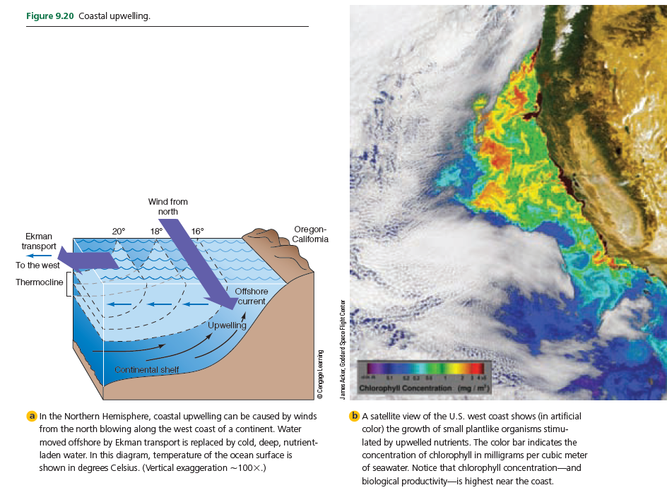 Figure 9.20 Coastal upwelling.
Wind from
north
Oregon-
Califomia
20°
18°
16°
Ekman
transport
To the west
Thermocline
Offshore
current,
Upwelling
Continental shelf
Chlorophyll Concentration
b A satellite view of the U.S. west coast shows (in artificial
In the Northern Hemisphere, coastal upwelling can be caused by winds
from the north blowing along the west coast of a continent. Water
moved offshore by Ekman transport is replaced by cold, deep, nutrient-
laden water. In this diagram, temperature of the ocean surface is
shown in degrees Celsius. (Vertical exaggeration ~100x.)
color) the growth of small plantlike organisms stimu-
lated by upwelled nutrients. The color bar indicates the
concentration of chlorophyll in milligrams per cubic meter
of seawater. Notice that chlorophyll concentration-and
biological productivity-is highest near the coast.
James Acker, Goddard Space Flight Center
