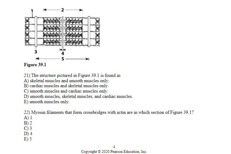 DENGAGING
W
2
5
Figure 39.1
21) The structure pictured in Figure 39.1 is found in
A) skeletal muscles and smooth muscles only.
B) cardiac muscles and skeletal muscles only.
C) smooth muscles and cardiac muscles only.
D) smooth muscles, skeletal muscles, and cardiac muscles.
E) smooth muscles only.
22) Myosin filaments that form crossbridges with actin are in which section of Figure 39.1?
A) 1
B) 2
C) 3
E) 5
Copyright © 2020 Pearson Education, Inc.