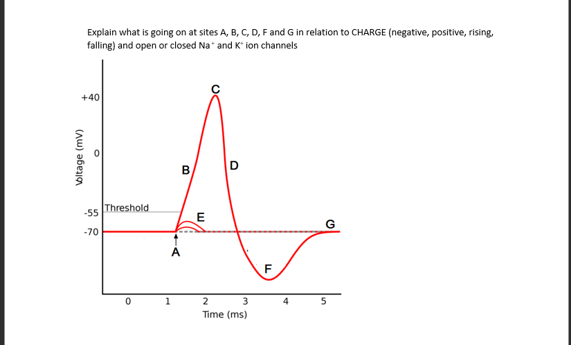 Explain what is going on at sites A, B, C, D, F and G in relation to CHARGE (negative, positive, rising,
falling) and open or closed Na+ and K+ ion channels
+40
Voltage (mv)
O
-55
-70
Threshold
B
A
1
E
D
2
3
Time (ms)
F
4
G