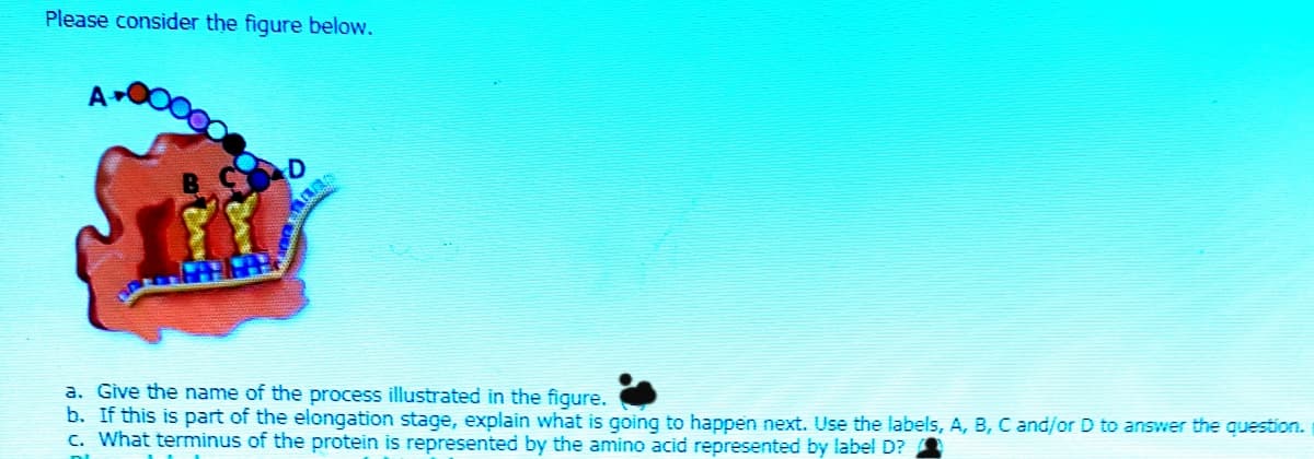 Please consider the figure below.
a. Give the name of the process illustrated in the figure.
b. If this is part of the elongation stage, explain what is going to happen next. Use the labels, A, B, C and/or D to answer the question.
C. What terminus of the protein is represented by the amino acid represented by label D?
