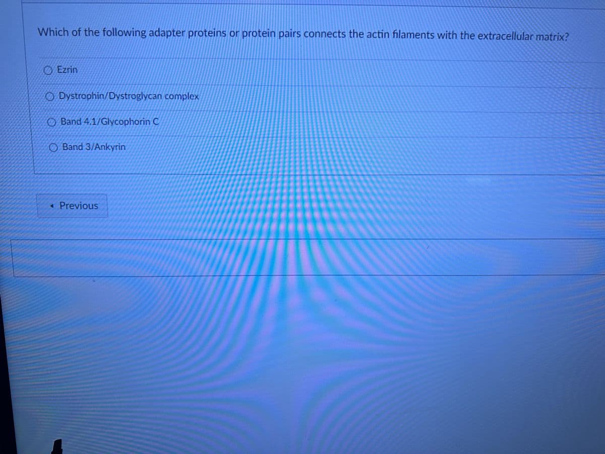 Which of the following adapter proteins or protein pairs connects the actin filaments with the extracellular matrix?
Ezrin
Dystrophin/Dystroglycan complex
Band 4.1/Glycophorin C
O Band 3/Ankyrin
< Previous