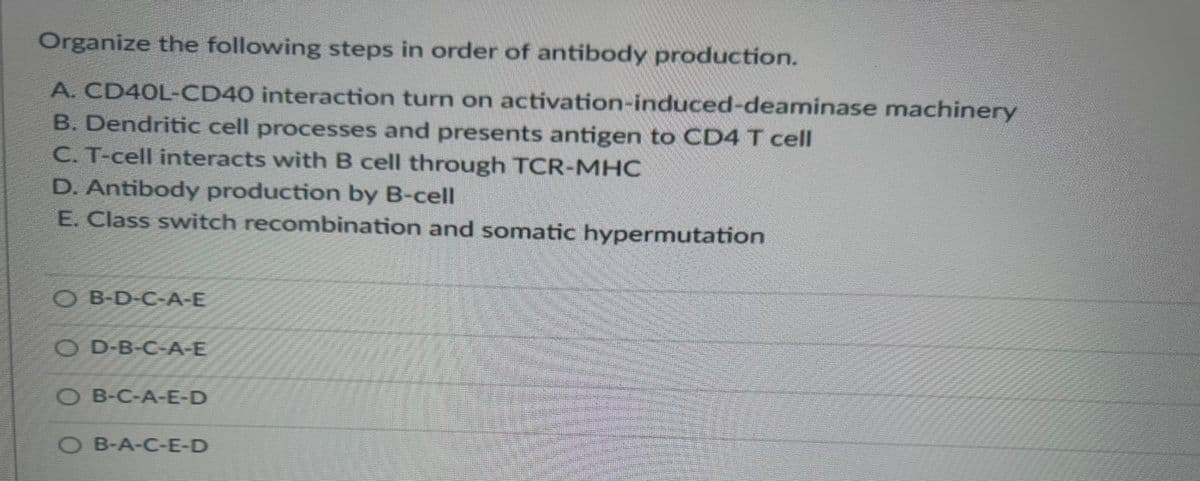 Organize the following steps in order of antibody production.
A. CD40L-CD40 interaction turn on activation-induced-deaminase machinery
B. Dendritic cell processes and presents antigen to CD4 T cell
C. T-cell interacts with B cell through TCR-MHC
D. Antibody production by B-cell
E. Class switch recombination and somatic hypermutation
OB-D-C-A-E
OD-B-C-A-E
OB-C-A-E-D
OB-A-C-E-D