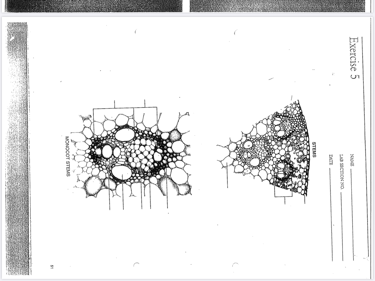 Exercise 5
NAME
LAB SECTION NO.
DATE
STEMS
MONOCOT STEMS
51
