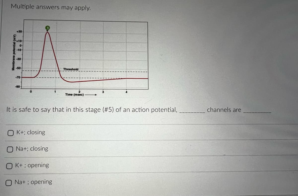 **Action Potential Quiz**

Multiple answers may apply.

**Graph Explanation**
The provided graph shows the changes in membrane potential over time during an action potential. The y-axis represents the membrane potential in millivolts (mV), ranging from -90 mV to +30 mV. The x-axis represents time in milliseconds (msec), spanning from 0 to 4 msec.

Key features of the graph include:
1. The initial resting potential at approximately -70 mV.
2. A sharp increase in membrane potential, peaking at around +30 mV, marked with a green circle labeled as stage (#5).
3. A rapid decline in membrane potential, falling below the resting potential (hyperpolarization) before eventually stabilizing back to the resting level.
4. A dashed horizontal line labeled "Threshold," indicating the membrane potential that must be reached for the action potential to be initiated.

**Question:**
It is safe to say that in this stage (#5) of an action potential, ________ channels are ________.

**Answer Choices:**
1. ☐ K⁺; closing
2. ☐ Na⁺; closing
3. ☐ K⁺; opening
4. ☐ Na⁺; opening