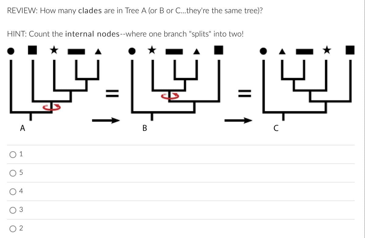 REVIEW: How many clades are in Tree A (or B or C...they're the same tree)?
HINT: Count the internal nodes--where one branch "splits" into two!
A
В
C
O 1
O 5
O 4
3
O 2
