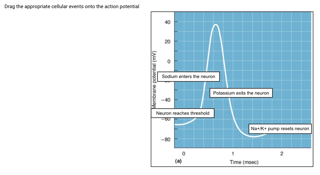 Drag the appropriate cellular events onto the action potential
40
20
Sodium enters the neuron
Potassium exits the neuron
-40
Neuron reaches threshold
Na+/K+ pump resets neuron
-80
1
2
(a)
Time (msec)
Membrane potential (mV)
