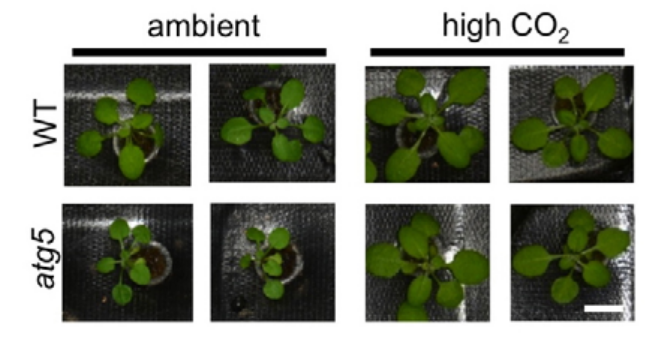 WT
atg5
ambient
high CO₂