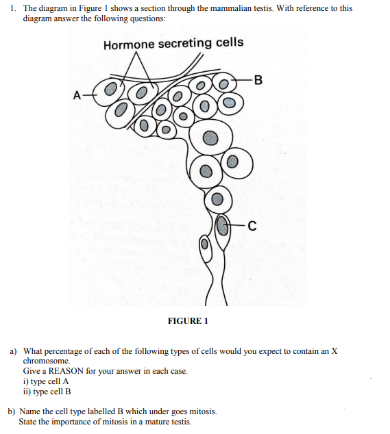The diagram in Figure 1 shows a section through the mammalian testis. With reference to this
diagram answer the following questions:
Hormone secreting cells
B
FIGURE 1
What percentage of each of the following types of cells would you expect to contain an X
chromosome.
Give a REASON for your answer in each case.
i) type cell A
ii) type cell B
Name the cell type labelled B which under goes mitosis.
State the importance of mitosis in a mature testis.
