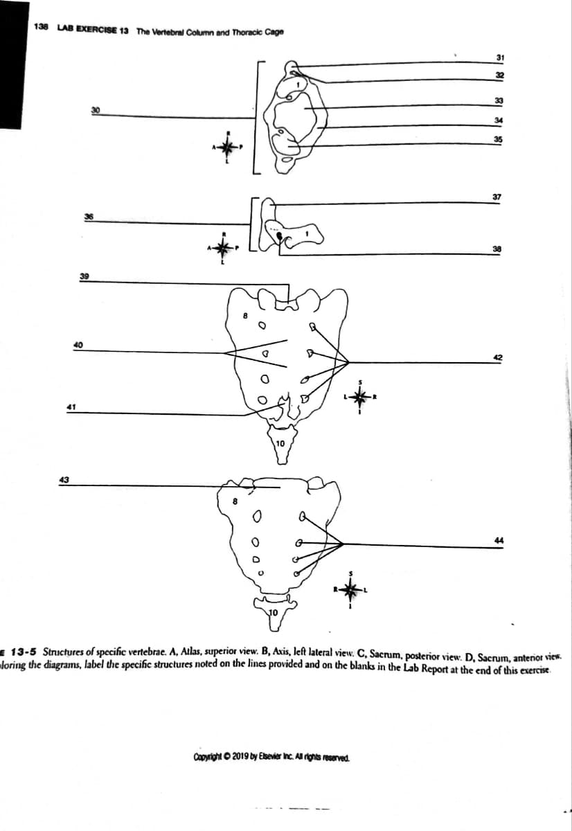 138 LAB EXERCISE 13 The Vertebral Column and Thoracic Cage
31
33
30
35
37
39
40
41
10
43
44
- 13-5 Structures of specific vertebrae. A, Atlas, superior view. B, Axis, left lateral view. C, Sacrum, posterior view, D. Sacrum, anterior view.
Joring the diagrams, label the specific structures noted on the lines provided and on the blanks in the Lab Report at the end of this exercise.
Capyright O 2019 by Elsevier Inc. Al rghts reserved.
