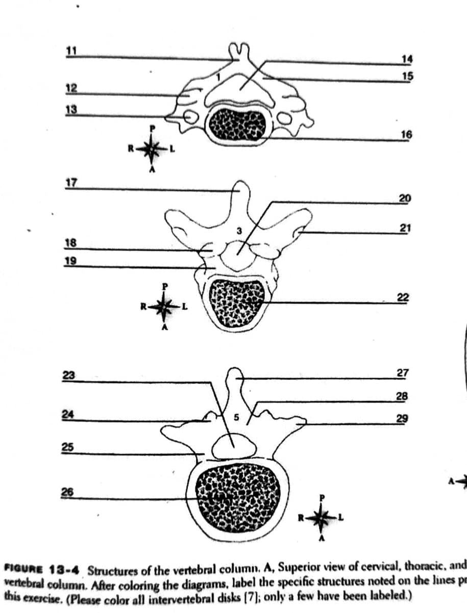 11
14
15
12
13
16
17
20
21
18
19
22
23
27
28
24
29
25
26
FIGURE 13-4 Structures of the vertebral column. A, Superior view of cervical, thoracic, andi
vertebral column. After coloring the diagrams, label the specific structures noted on the lines pr
this exercise. (Please color all intervertebral disks (7); only a few have been labeled.)
