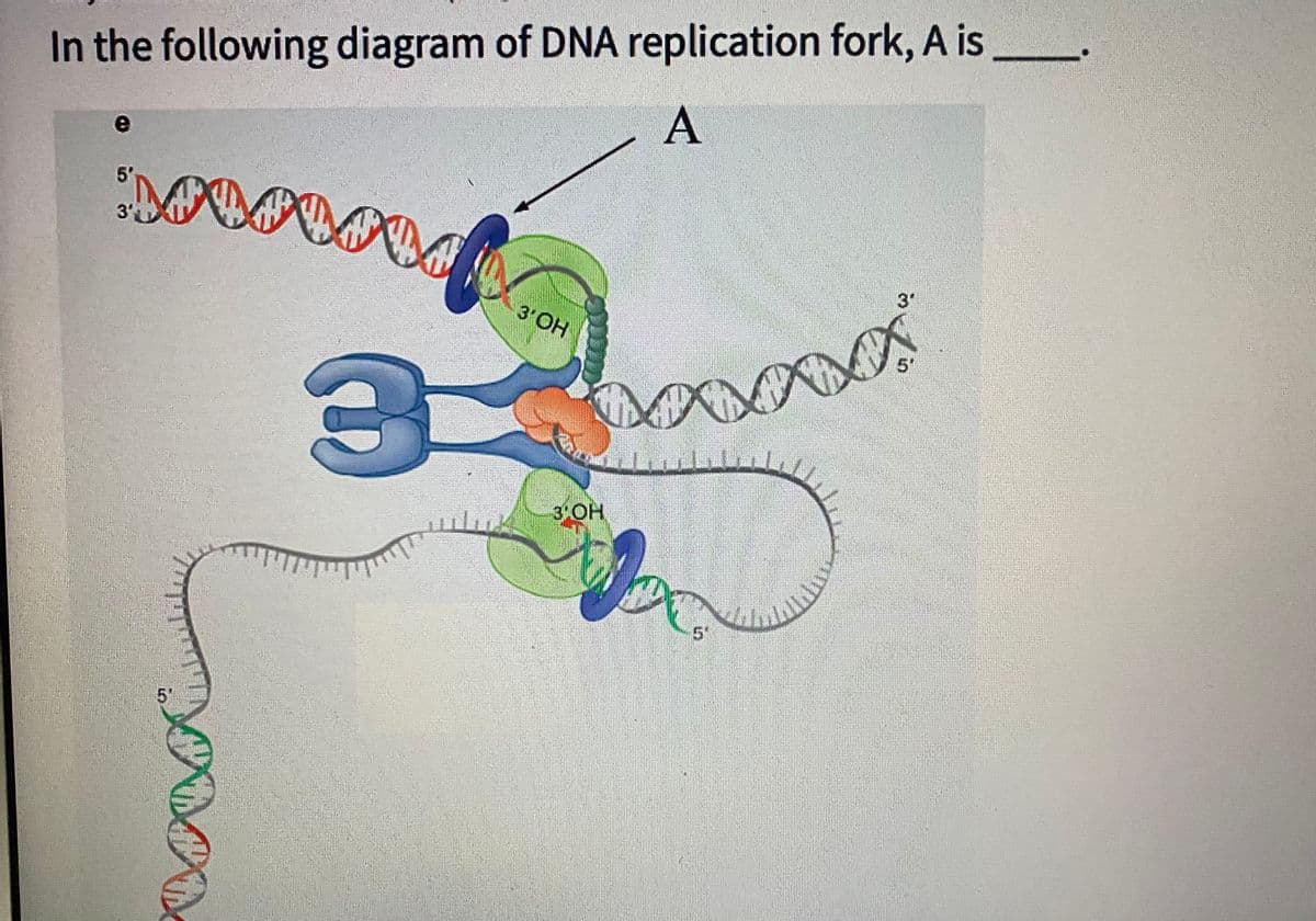 In the following diagram of DNA replication fork, A is
A
e
5'
3"
3'OH
51
3 OH
5'
