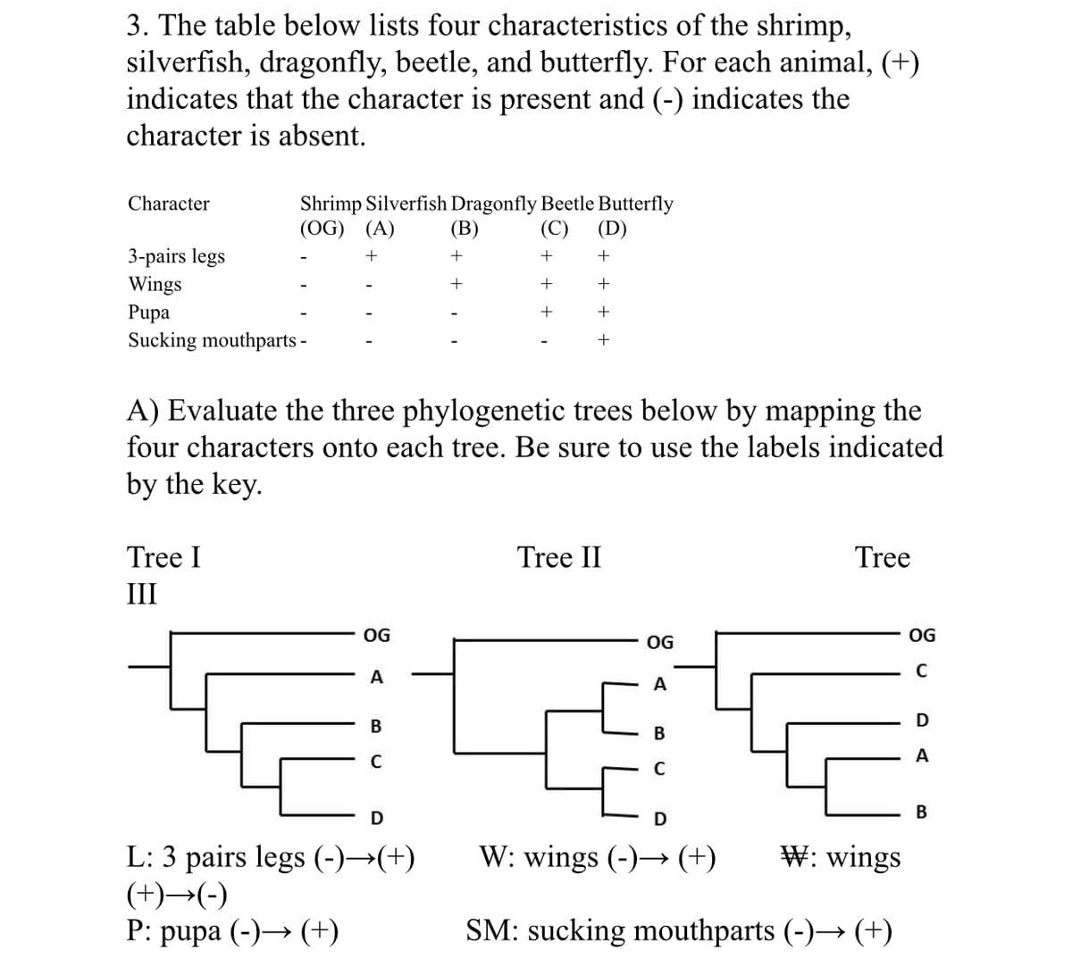 3. The table below lists four characteristics of the shrimp,
silverfish, dragonfly, beetle, and butterfly. For each animal, (+)
indicates that the character is present and (-) indicates the
character is absent.
Character
Shrimp Silverfish Dragonfly Beetle Butterfly
(В)
(OG) (A)
(C)
(D)
3-pairs legs
Wings
Pupa
Sucking mouthparts -
+
+
+
+
A) Evaluate the three phylogenetic trees below by mapping the
four characters onto each tree. Be sure to use the labels indicated
by the key.
Tree I
Tree II
Tree
II
OG
OG
OG
A
A
В
B
A
В
W: wings (-)→ (+)
W: wings
L: 3 pairs legs (-)→(+)
(+)→(-)
Р: pupa (-)—> (+)
SM: sucking mouthparts (-)→ (+)
