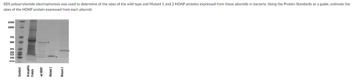 SDS polyacrylamide electrophoresis was used to determine of the sizes of the wild type and Mutant 1 and 2 HOAP proteins expressed from these plasmids in bacteria. Using the Protein Standards as a guide, estimate the
sizes of the HOAP protein expressed from each plasmid.
250
100
75
50
25
10
