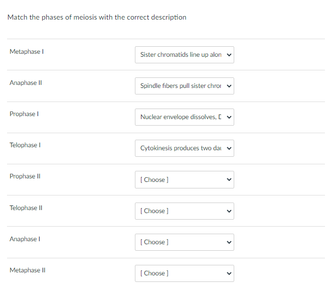 Match the phases of meiosis with the correct description
Metaphase I
Sister chromatids line up alon v
Anaphase II
Spindle fibers pull sister chror v
Prophase I
Nuclear envelope dissolves, C v
Telophase I
Cytokinesis produces two dai v
Prophase II
[ Choose ]
Telophase II
[ Choose ]
Anaphase I
[ Choose ]
Metaphase II
[ Choose ]
>
>
>
