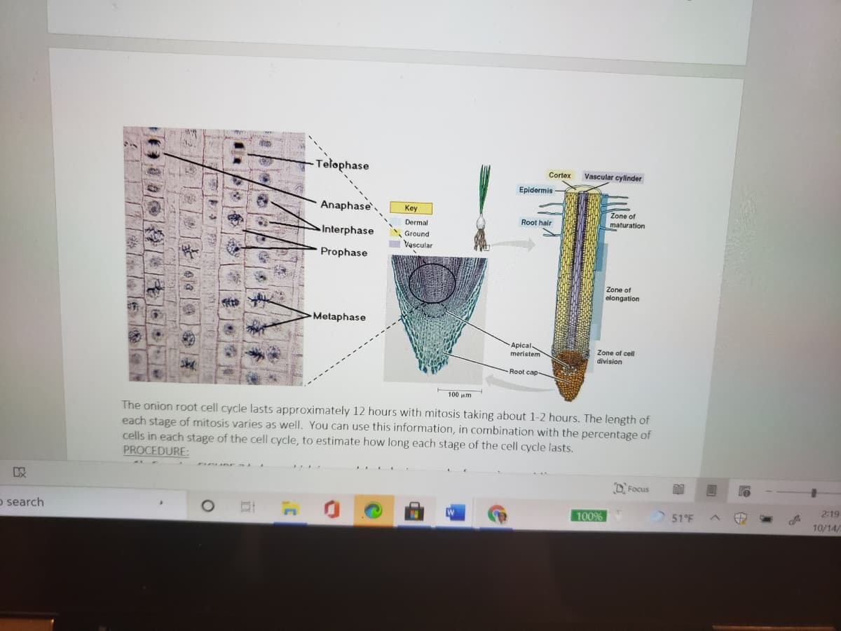 Telophase
Cortex
Vascular cylinder
Epidermis
Anaphase
Key
Zone of
maturation
Dermal
Root hair
Interphase
Ground
Vascular
Prophase
Zone of
elongation
Metaphase
Apical
meristem
Zone of cell
division
Root cap-
100 um
The onion root cell cycle lasts approximately 12 hours with mitosis taking about 1-2 hours. The length of
each stage of mitosis varies as well. You can use this information, in combination with the percentage of
cells in each stage of the cell cycle, to estimate how long each stage of the cell cycle lasts.
PROCEDURE:
O, Focus
o search
100%
51°F
2:19
10/14/
1 |ま113|)
