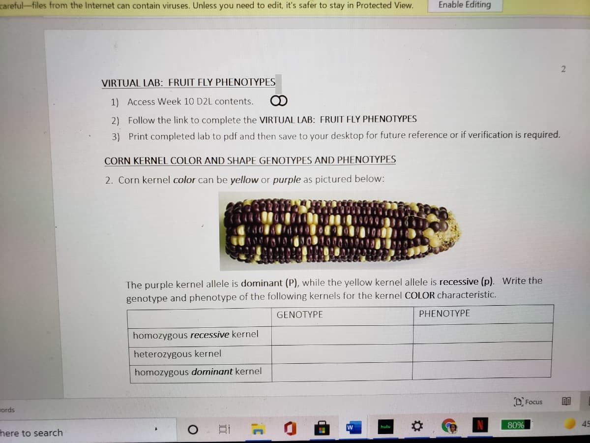 careful-files from the Internet can contain viruses. Unless you need to edit, it's safer to stay in Protected View.
Enable Editing
VIRTUAL LAB: FRUIT FLY PHENOTYPES
1) Access Week 10 D2L contents.
2) Follow the link to complete the VIRTUAL LAB: FRUIT FLY PHENOTYPES
3) Print completed lab to pdf and then save to your desktop for future reference or if verification is required.
CORN KERNEL COLOR AND SHAPE GENOTYPES AND PHENOTYPES
2. Corn kernel color can be yellow or purple as pictured below:
The purple kernel allele is dominant (P), while the yellow kernel allele is recessive (p). Write the
genotype and phenotype of the following kernels for the kernel COLOR characteristic.
GENOTYPE
PHENOTYPE
homozygous recessive kernel
heterozygous kernel
homozygous dominant kernel
O Focus
ords
80%
45
here to search
